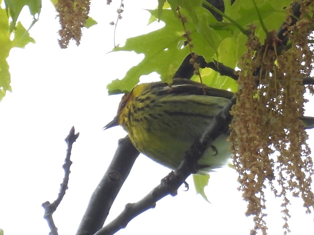 Cape May Warbler - Bruce Nott