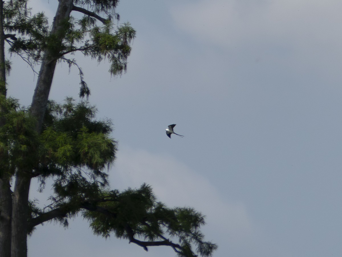 Swallow-tailed Kite - Anonymous