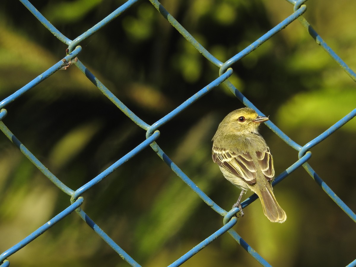 Golden-faced Tyrannulet - Valeria Muñoz López