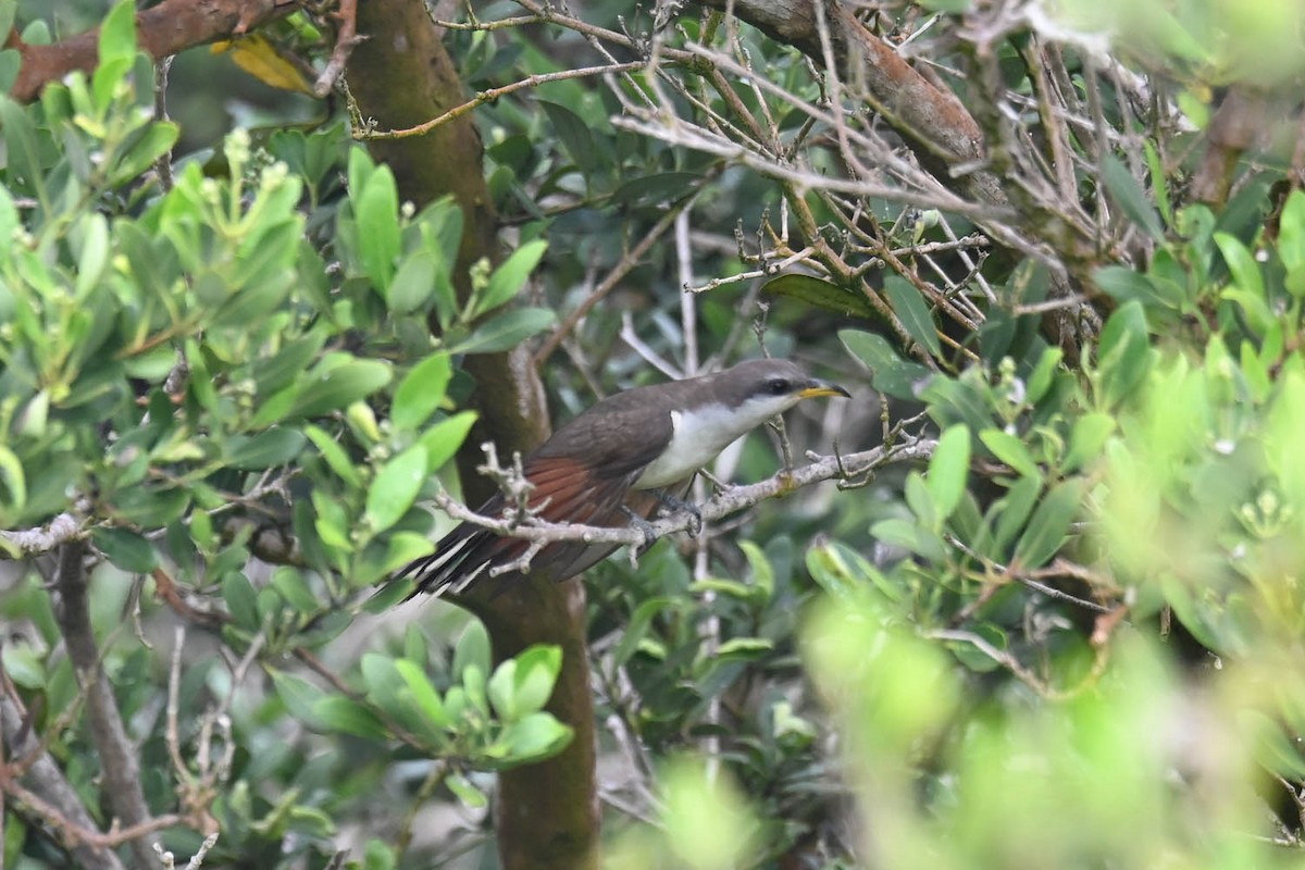 Yellow-billed Cuckoo - Marla Hibbitts