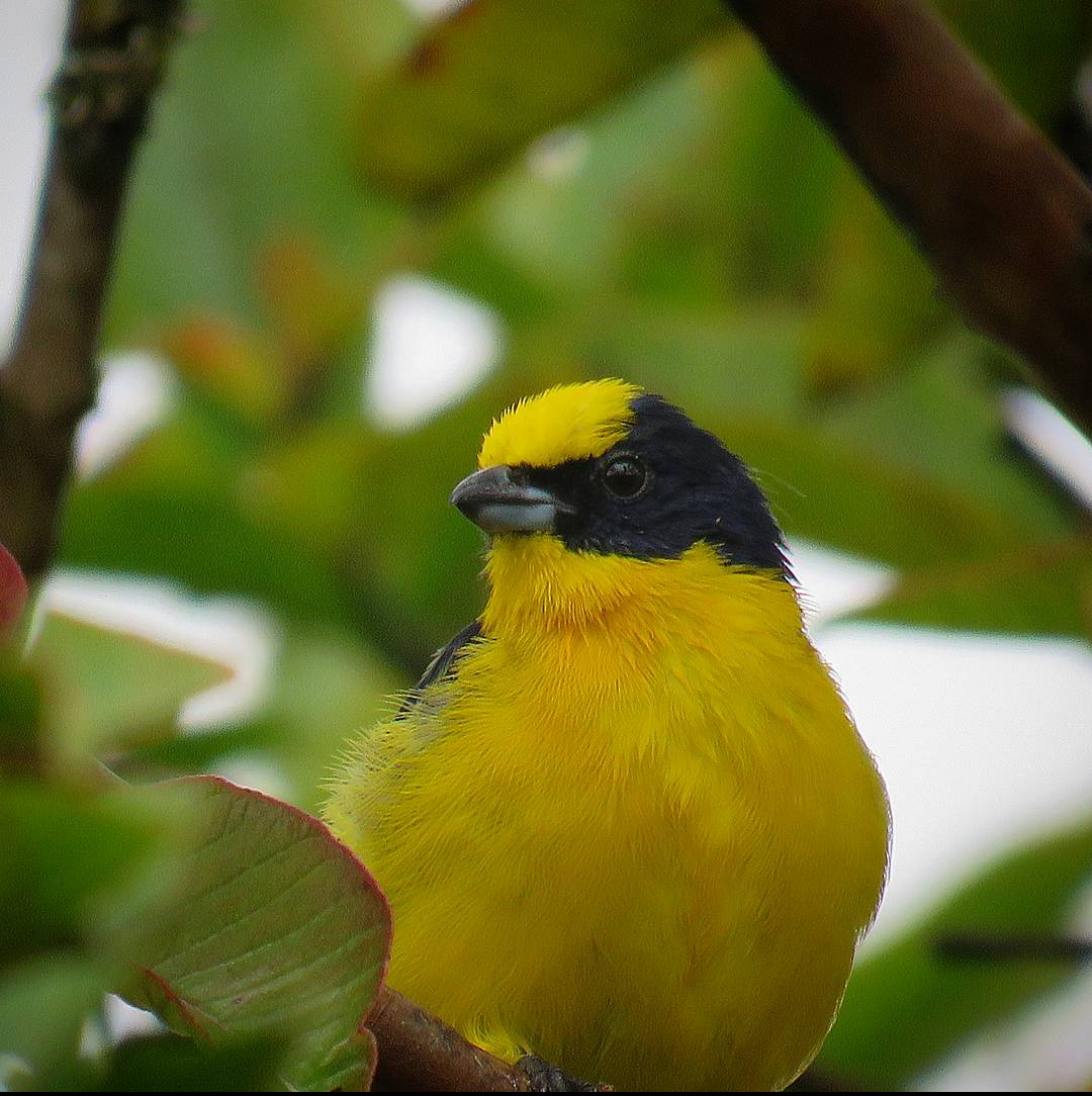 Thick-billed Euphonia - Valeria Muñoz López