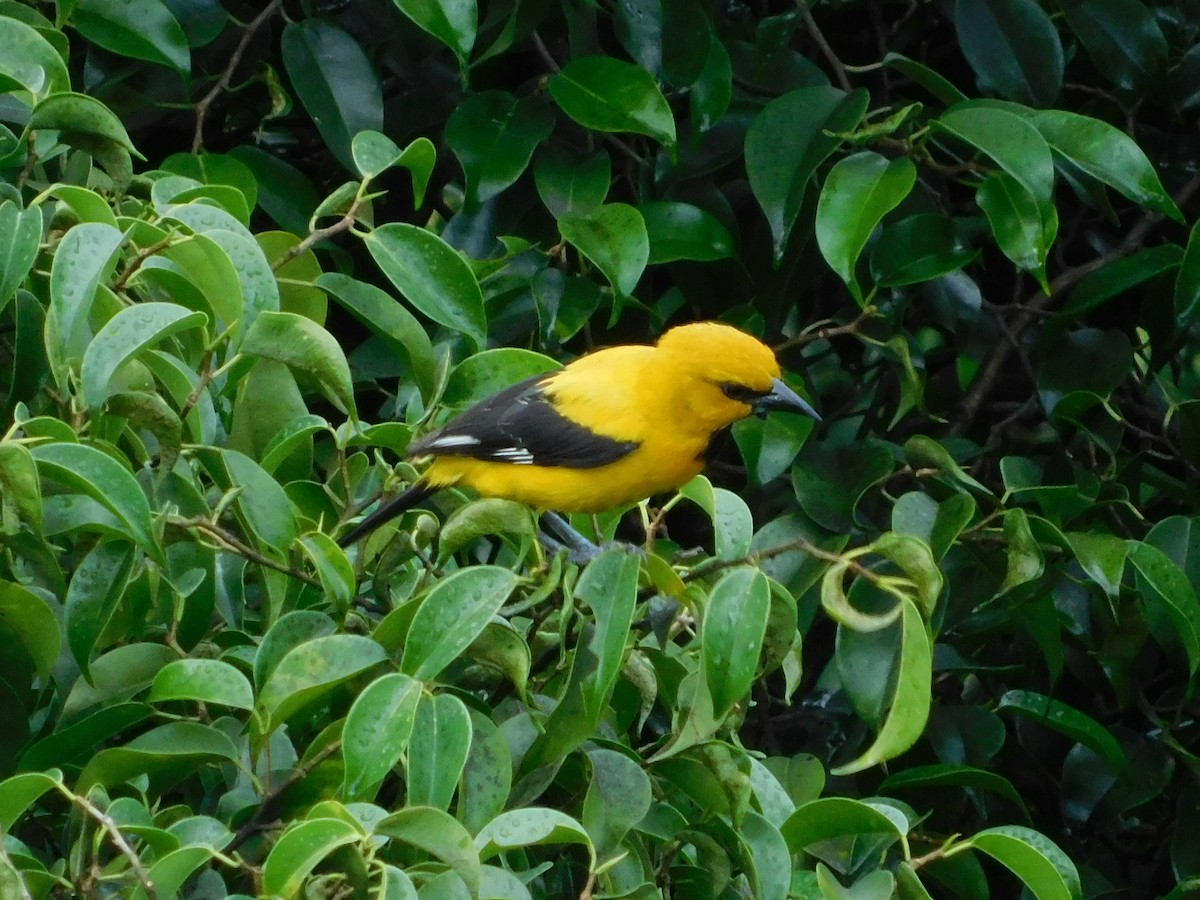 Yellow Oriole - ML618993558