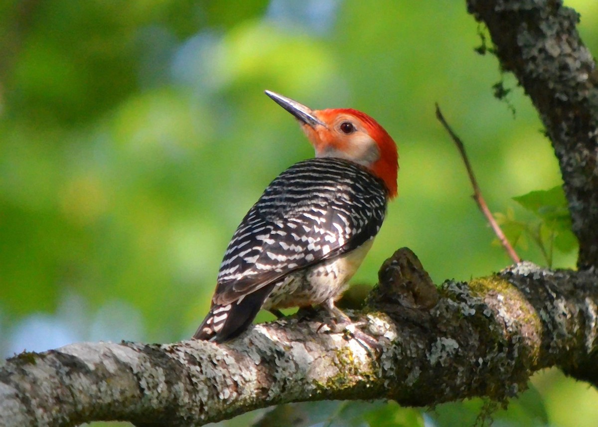 Red-bellied Woodpecker - ML618993561
