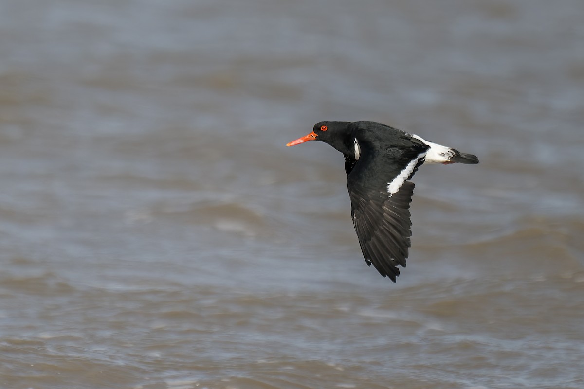 Pied Oystercatcher - ML618993566