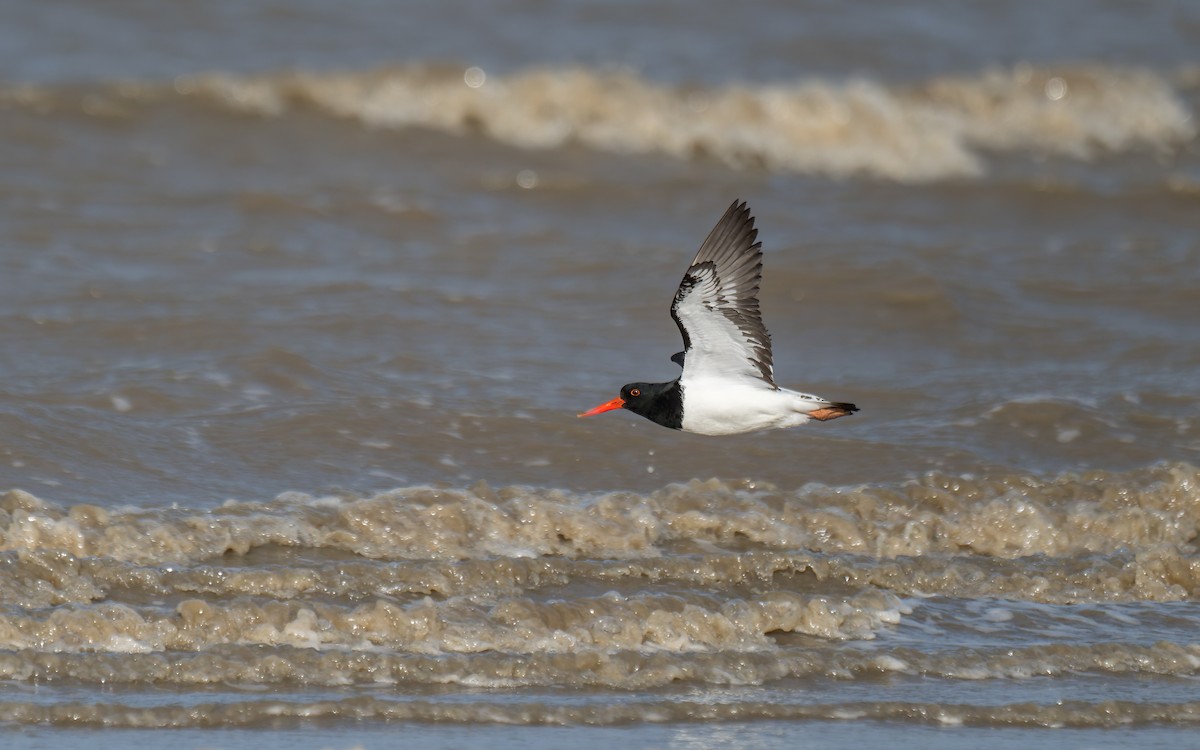 Pied Oystercatcher - ML618993567