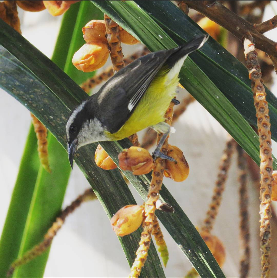 Bananaquit - Valeria Muñoz López