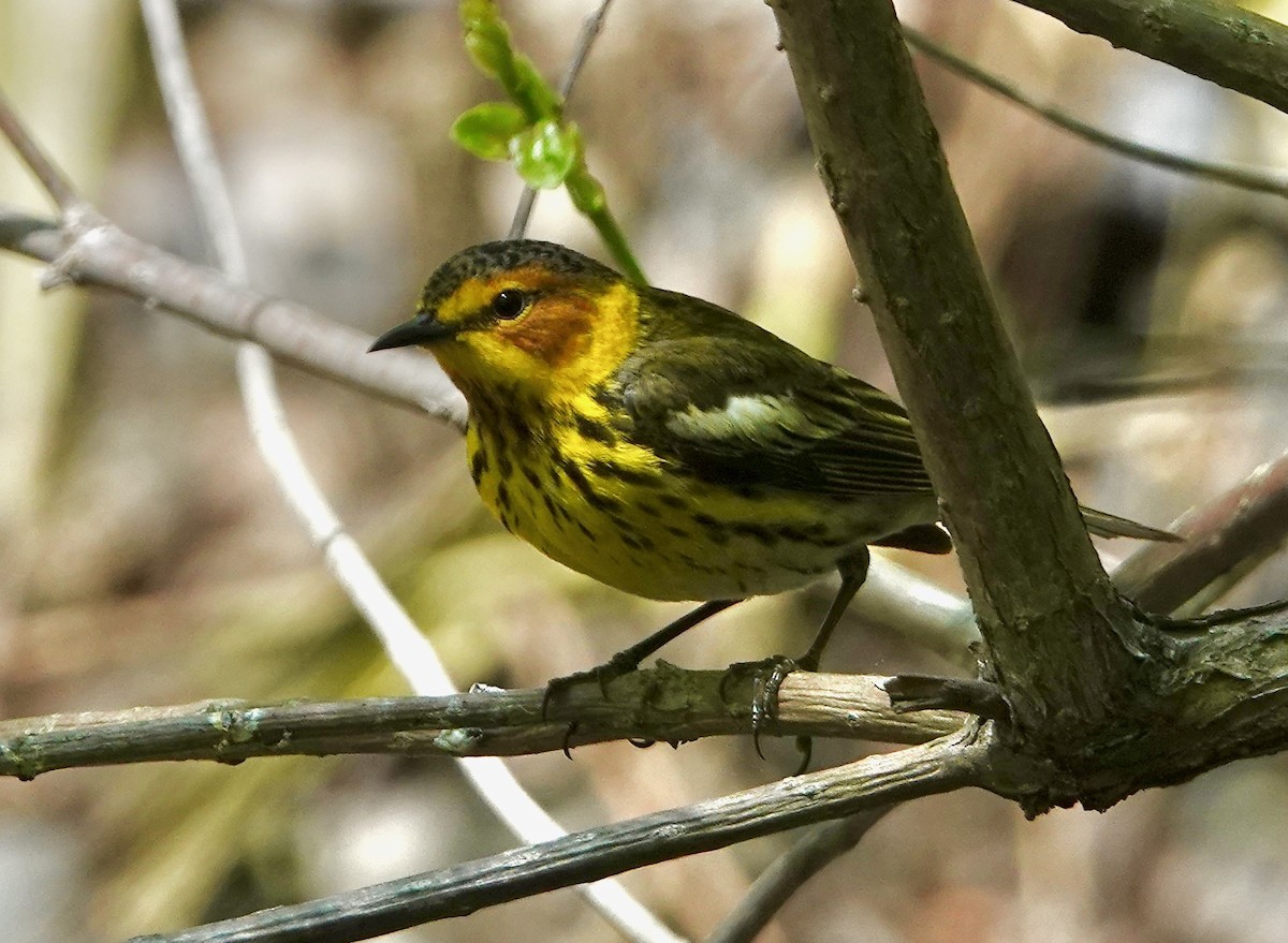 Cape May Warbler - ML618993583