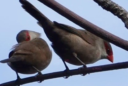 Common Waxbill - ML618993591