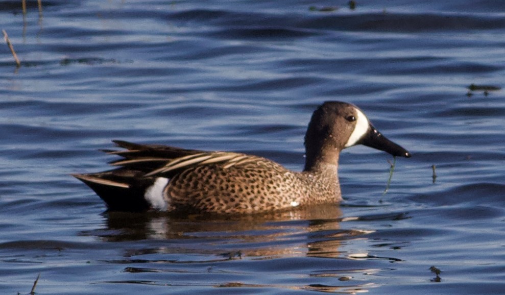 Blue-winged Teal - Kayla  Bass