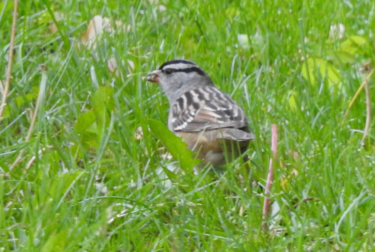 White-crowned Sparrow - ML618993595