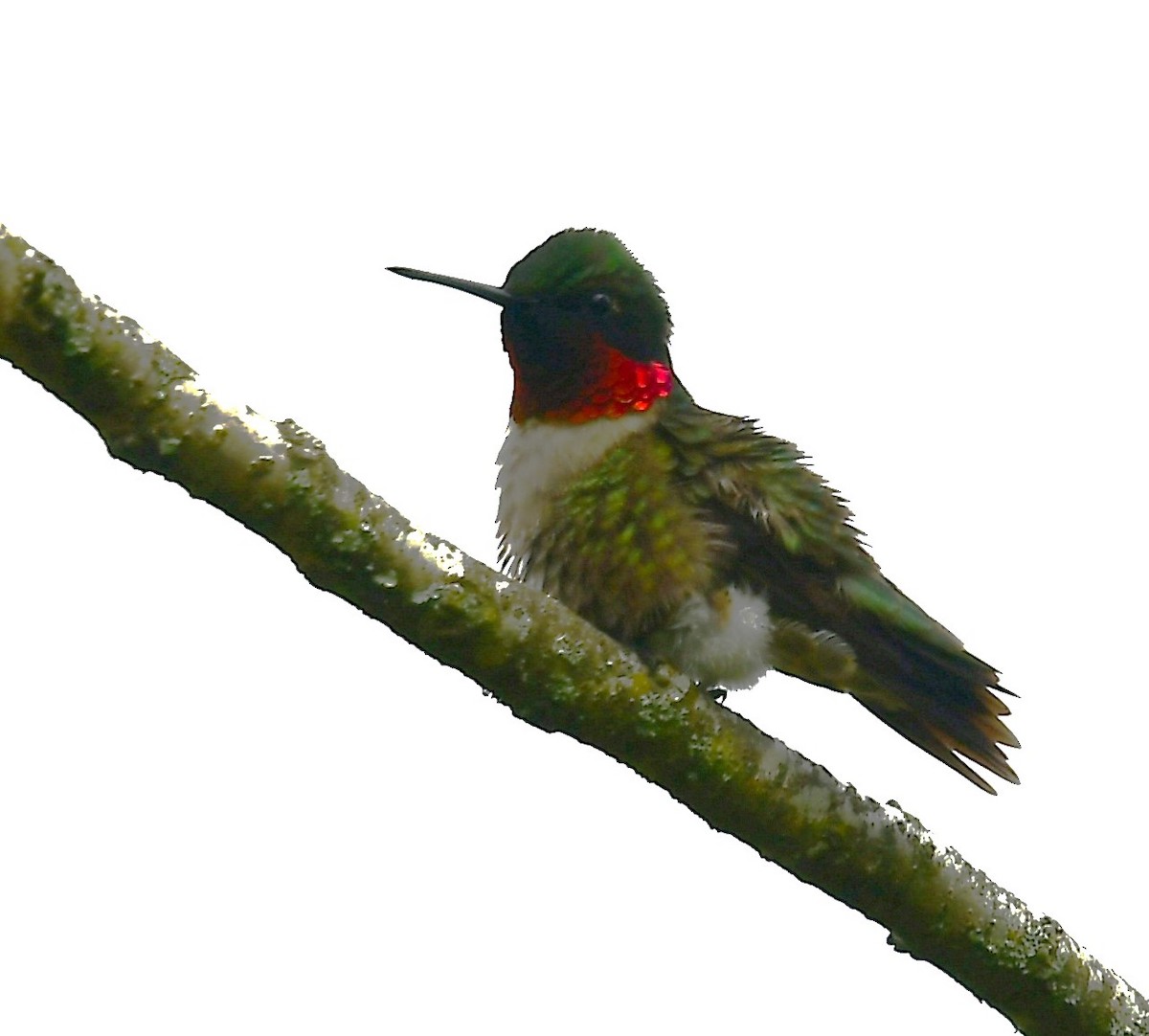 Ruby-throated Hummingbird - MJ Heatherington