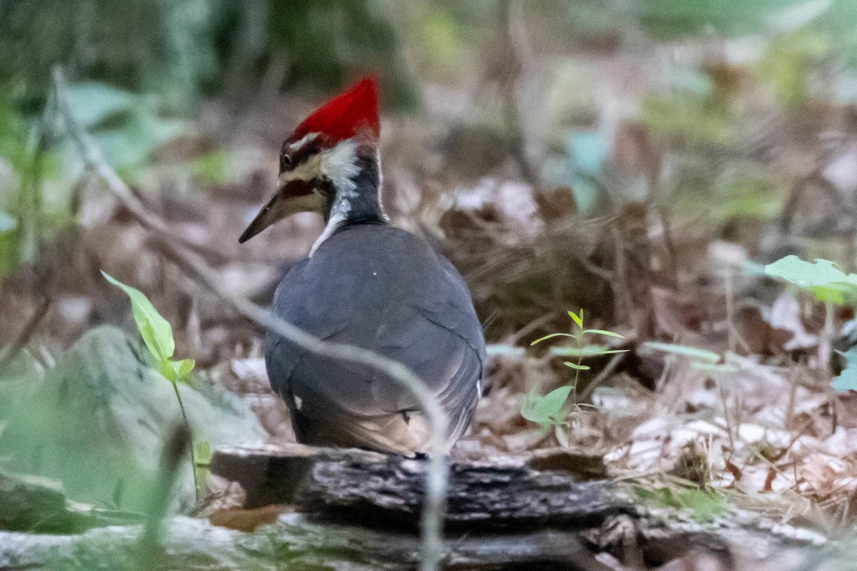 Pileated Woodpecker - ML618993600