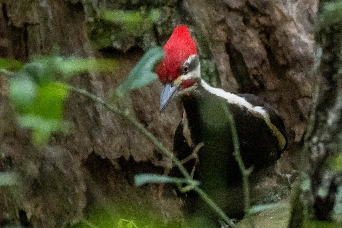 Pileated Woodpecker - ML618993604