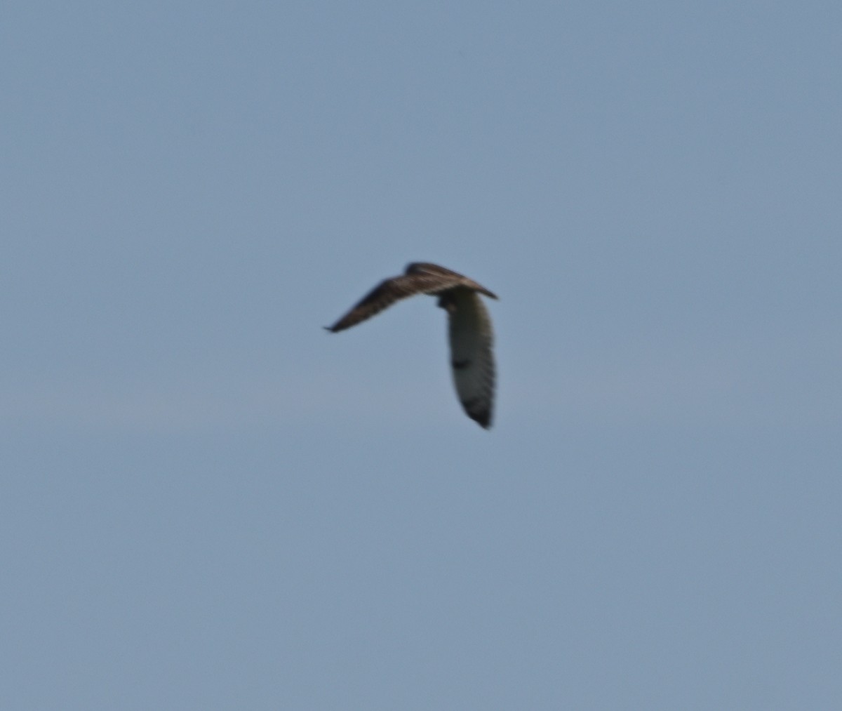 Short-eared Owl - Tim Kashuba