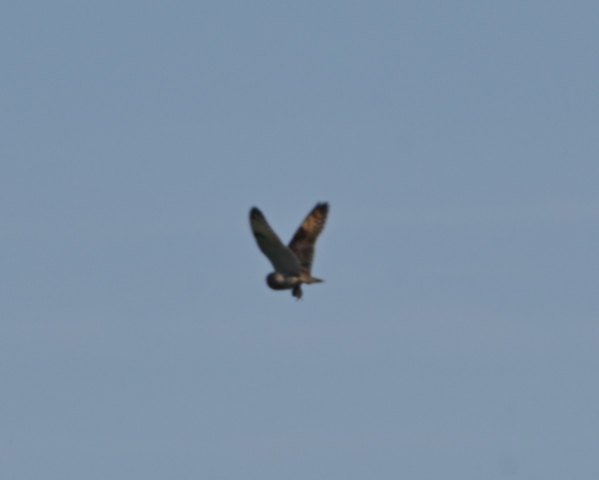 Short-eared Owl - Tim Kashuba