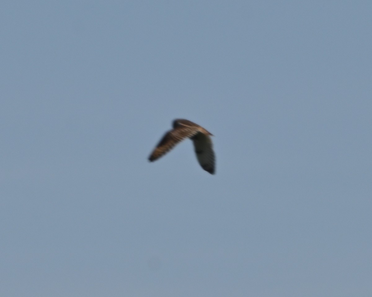 Short-eared Owl - Tim Kashuba