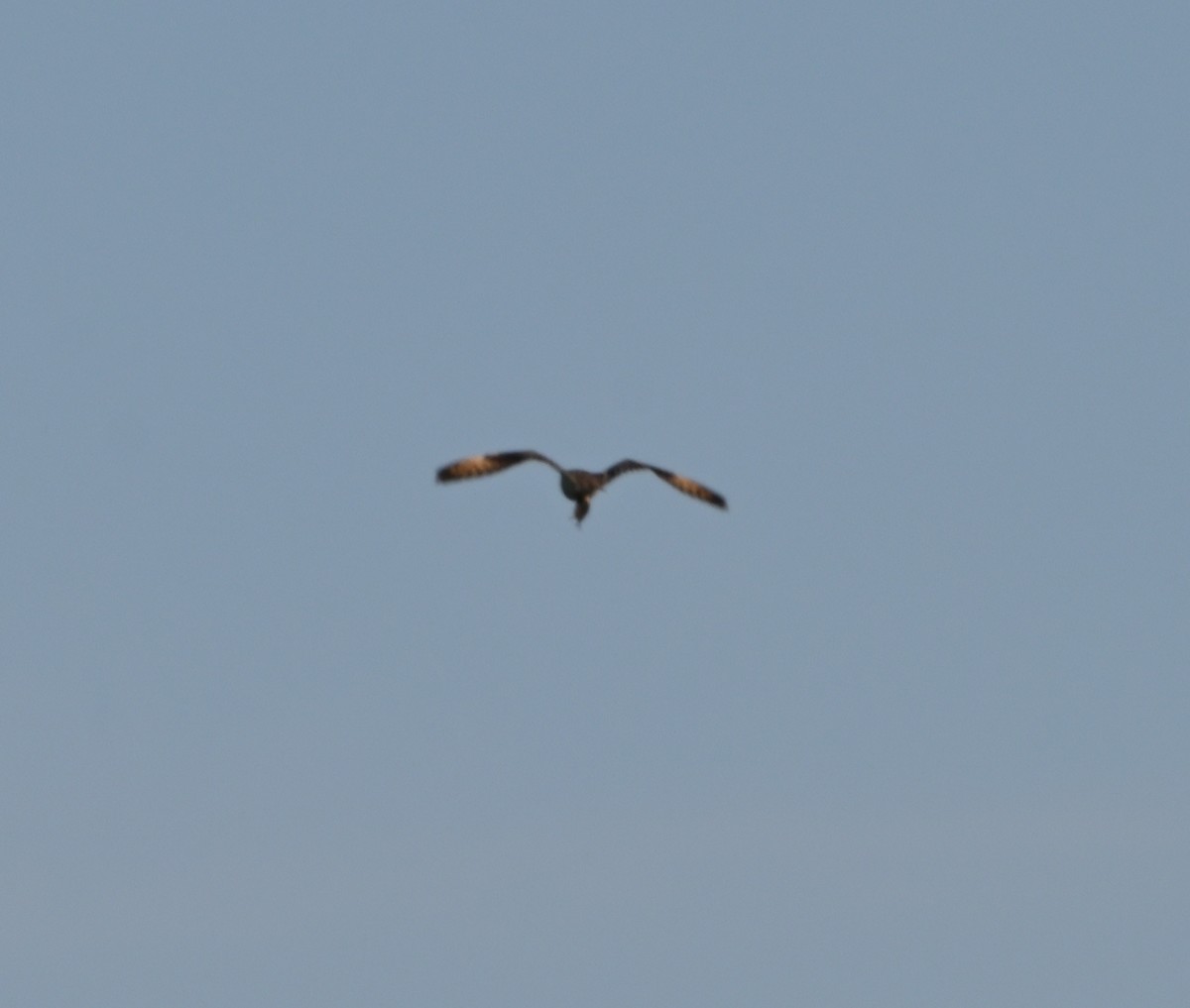 Short-eared Owl - Tim Kashuba