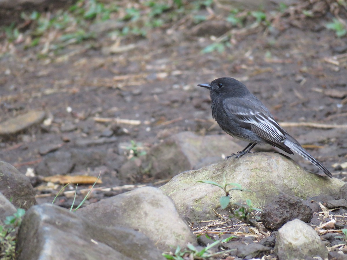 Black Phoebe - Valeria Muñoz López