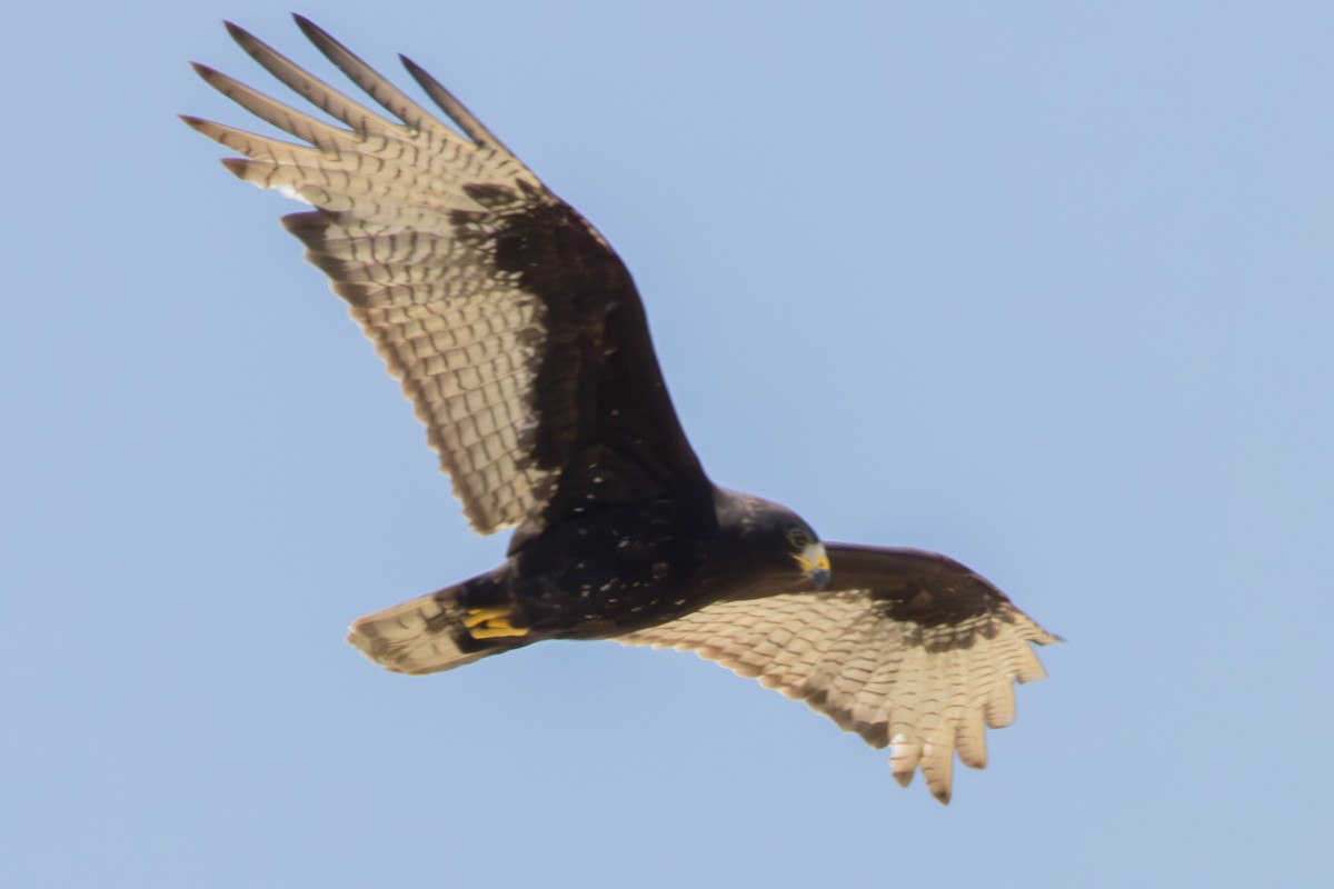 Zone-tailed Hawk - ML618993626