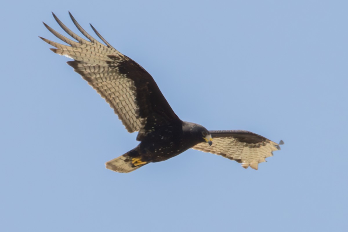 Zone-tailed Hawk - ML618993627