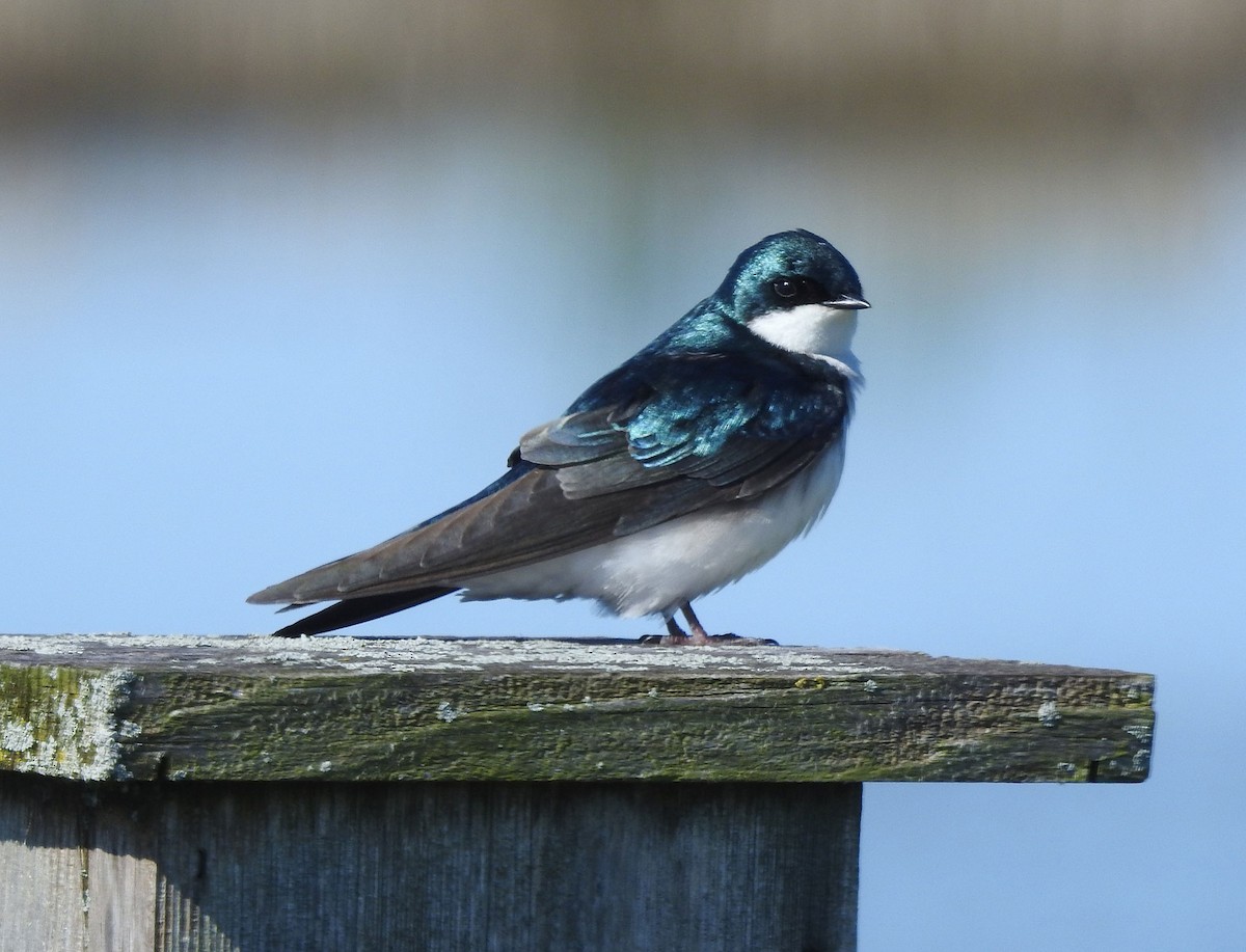 Tree Swallow - Andrew Birch