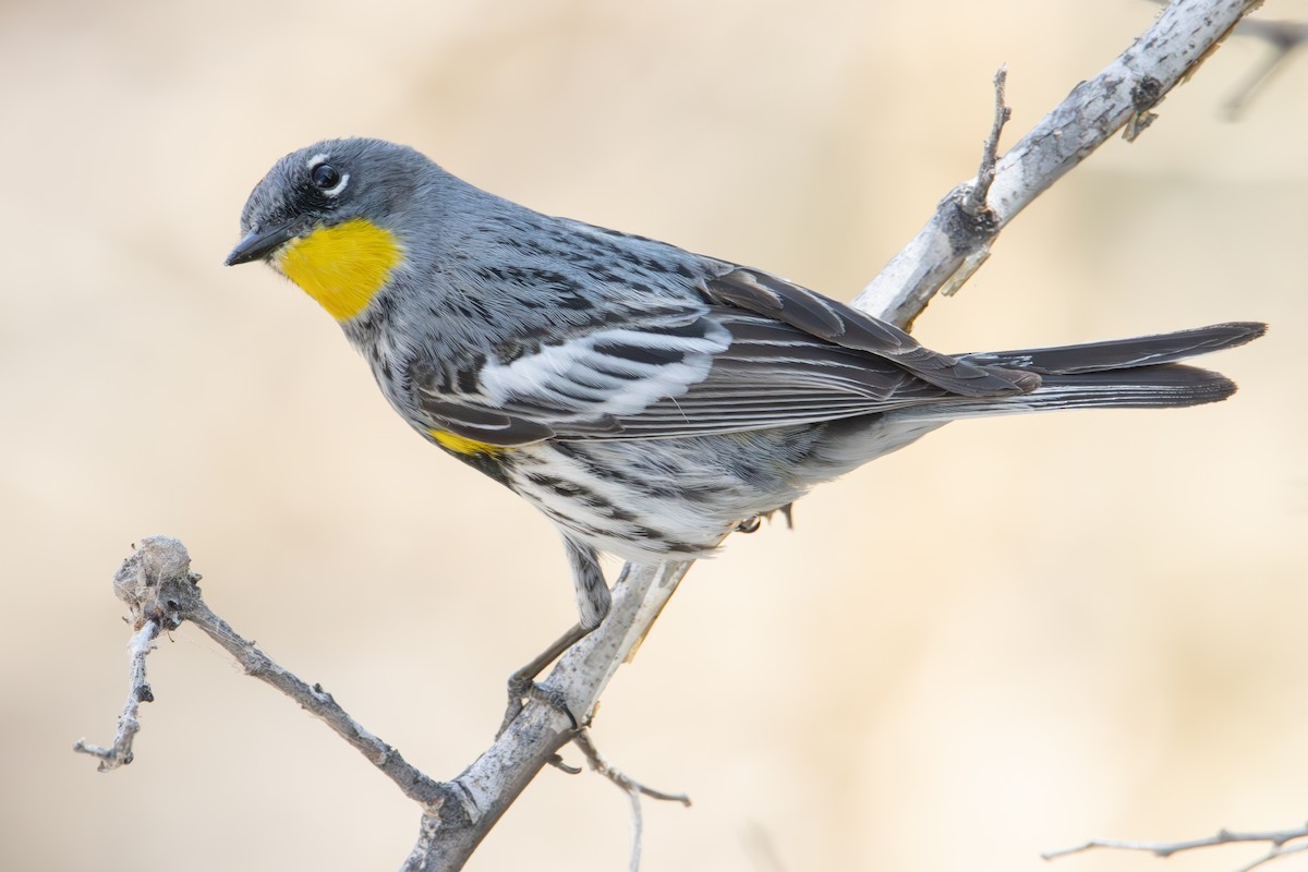 Yellow-rumped Warbler (Audubon's) - Dylan Osterhaus