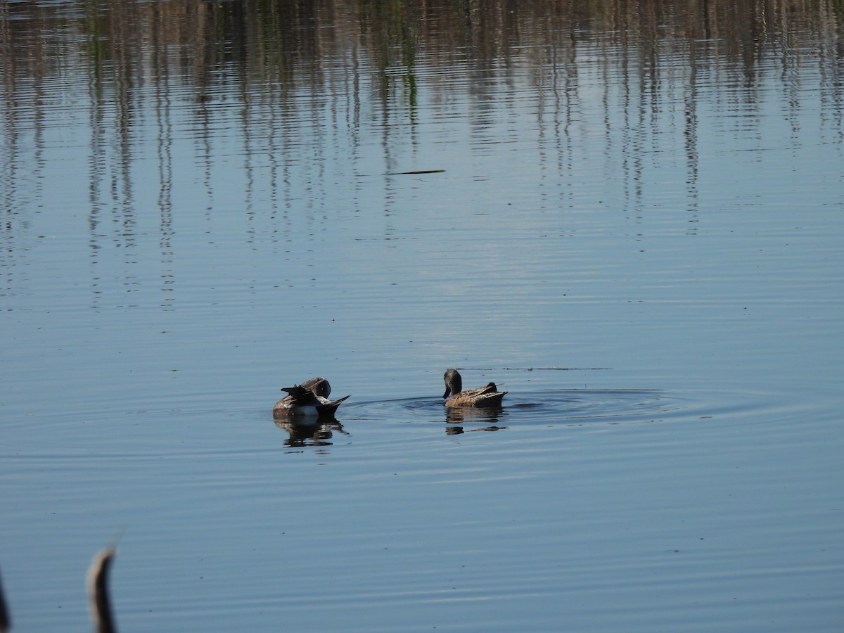 American Wigeon - ML618993678