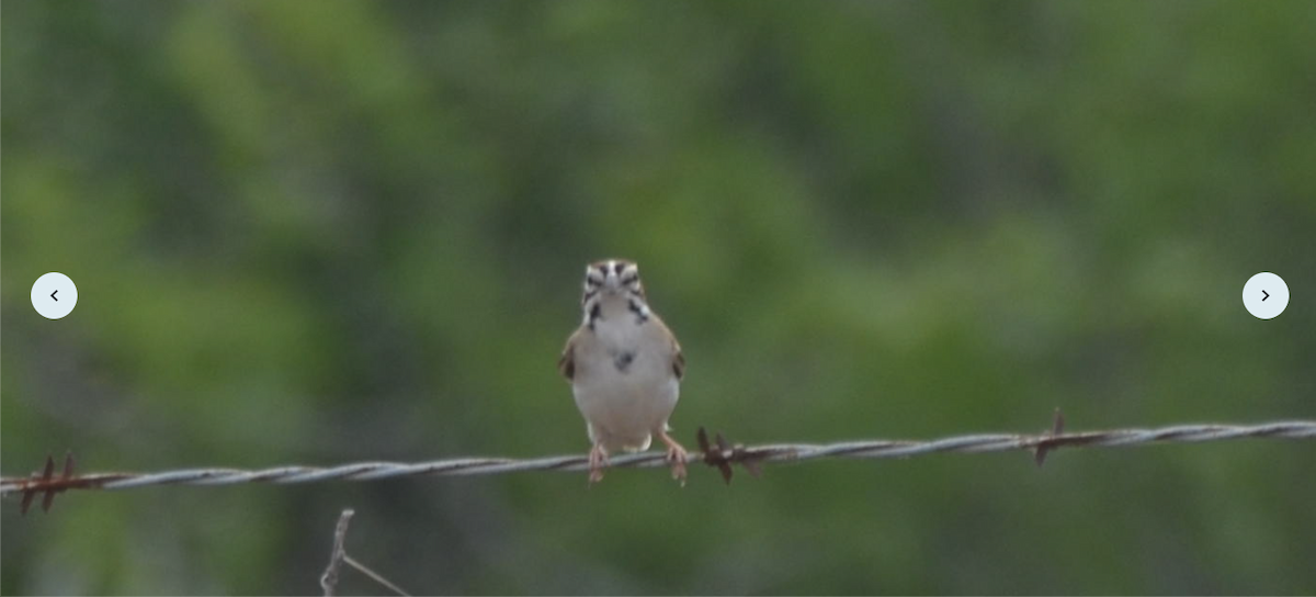 Lark Sparrow - ML618993683