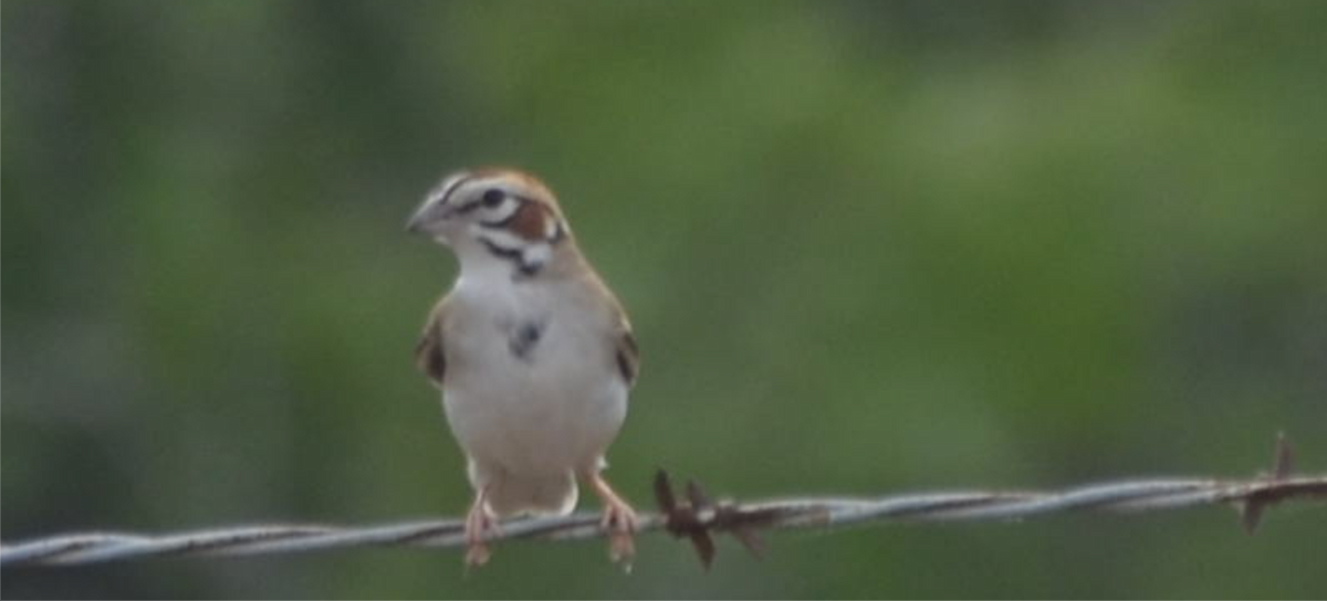 Lark Sparrow - ML618993684