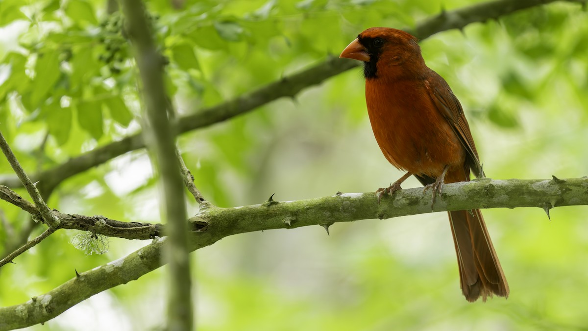 Cardinal rouge (groupe cardinalis) - ML618993695