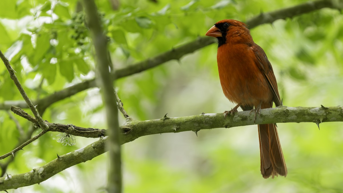 Cardinal rouge (groupe cardinalis) - ML618993697