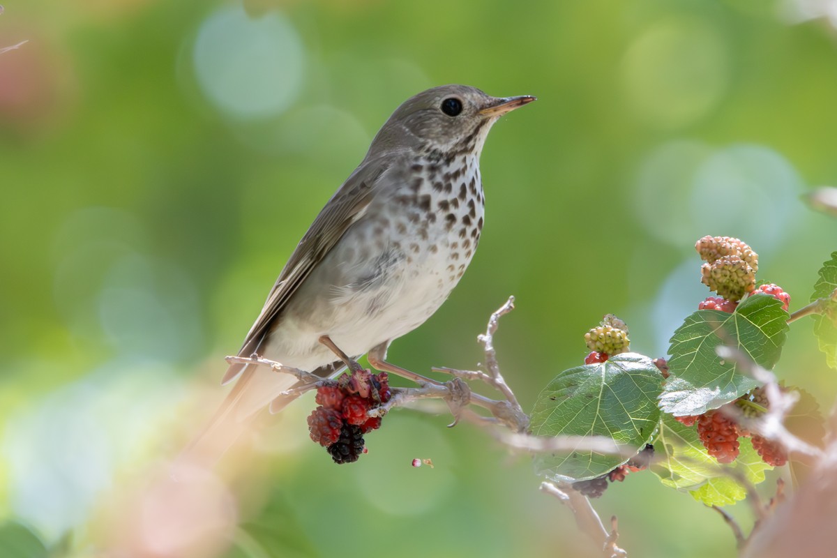 Hermit Thrush - ML618993715