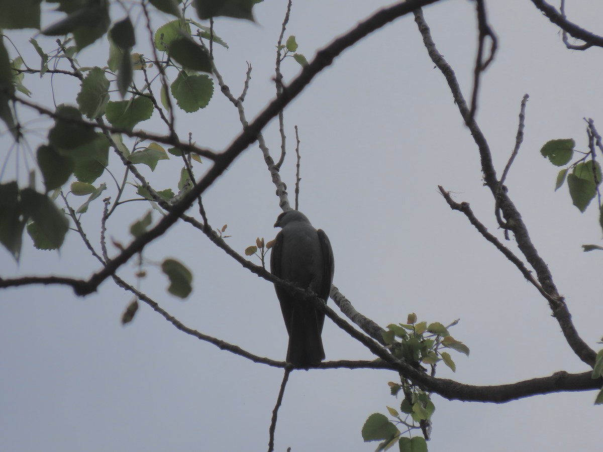 Mississippi Kite - ML618993741