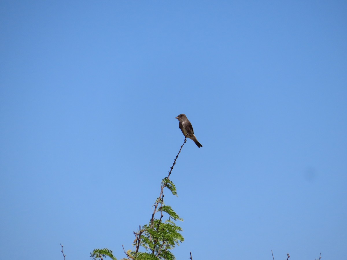 Olive-sided Flycatcher - ML618993758