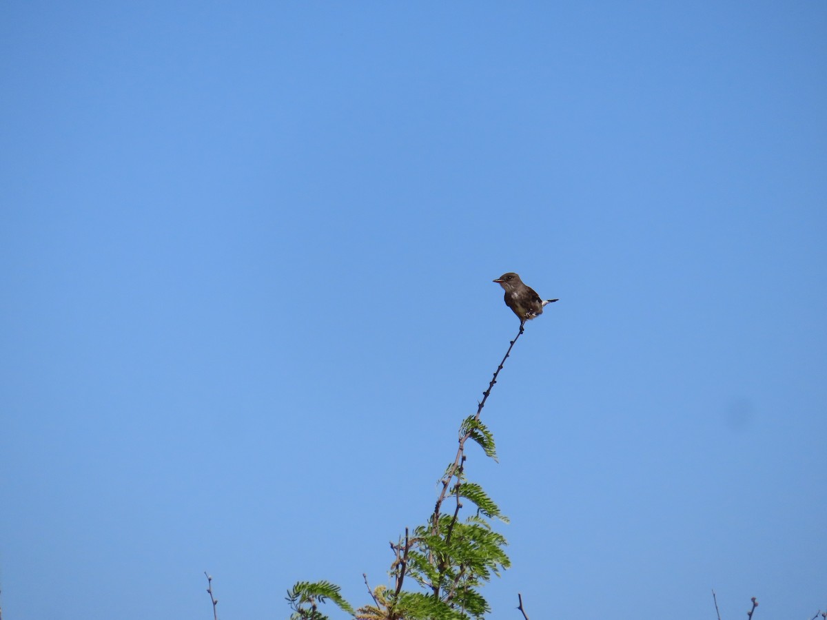 Olive-sided Flycatcher - Sylvie Henkenius