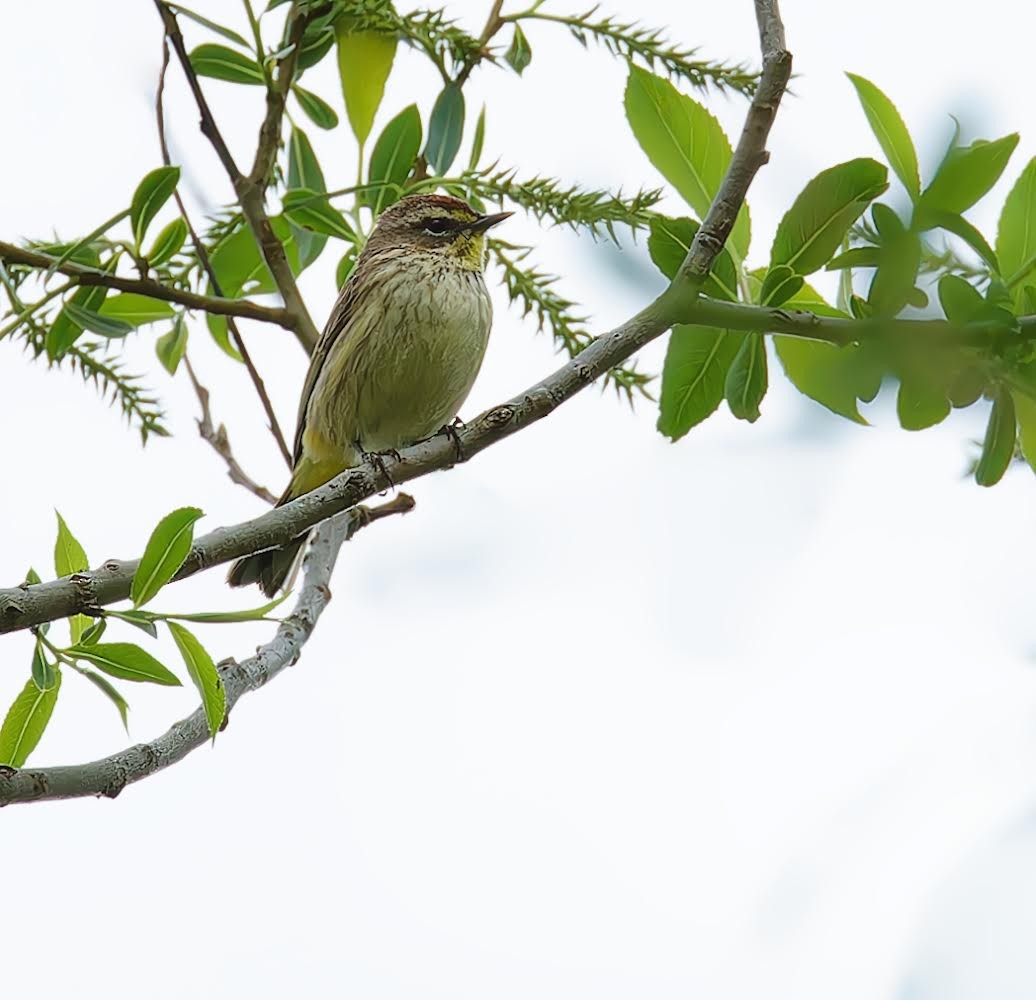 Palm Warbler - Becki Guy