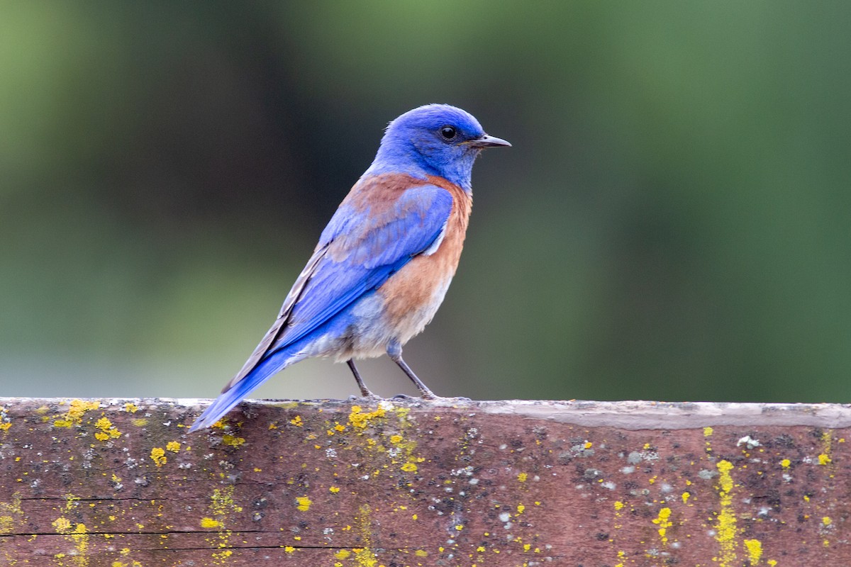 Western Bluebird - Oded Ovadia