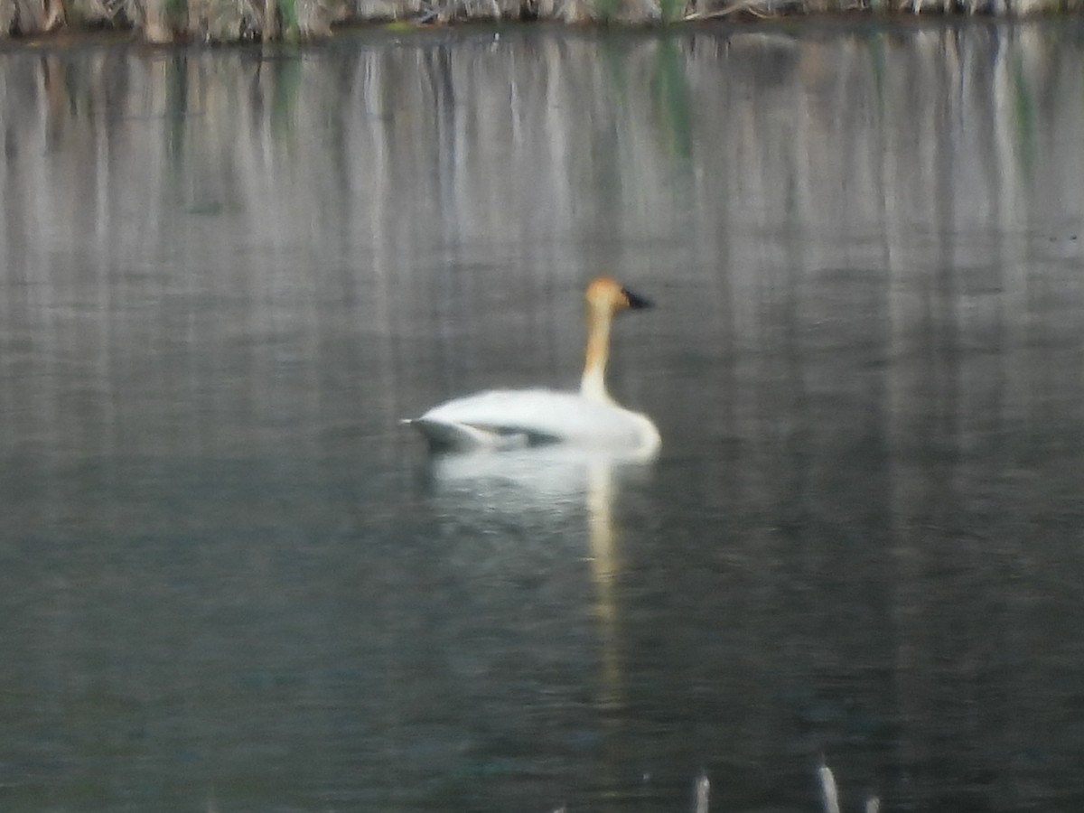 Trumpeter Swan - ML618993782