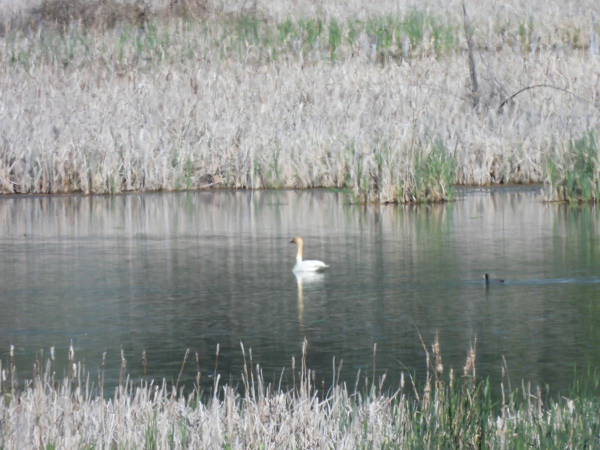 Trumpeter Swan - ML618993784