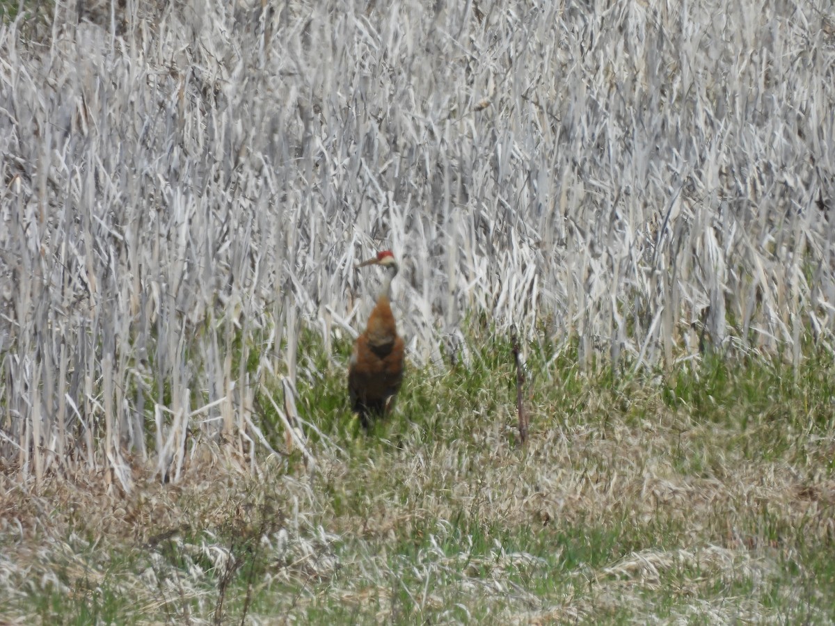 Sandhill Crane - ML618993801