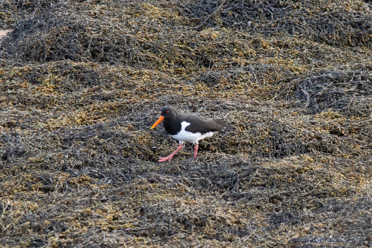 Eurasian Oystercatcher - L Z