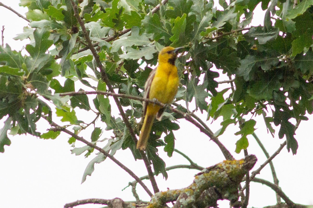 Bullock's Oriole - Oded Ovadia