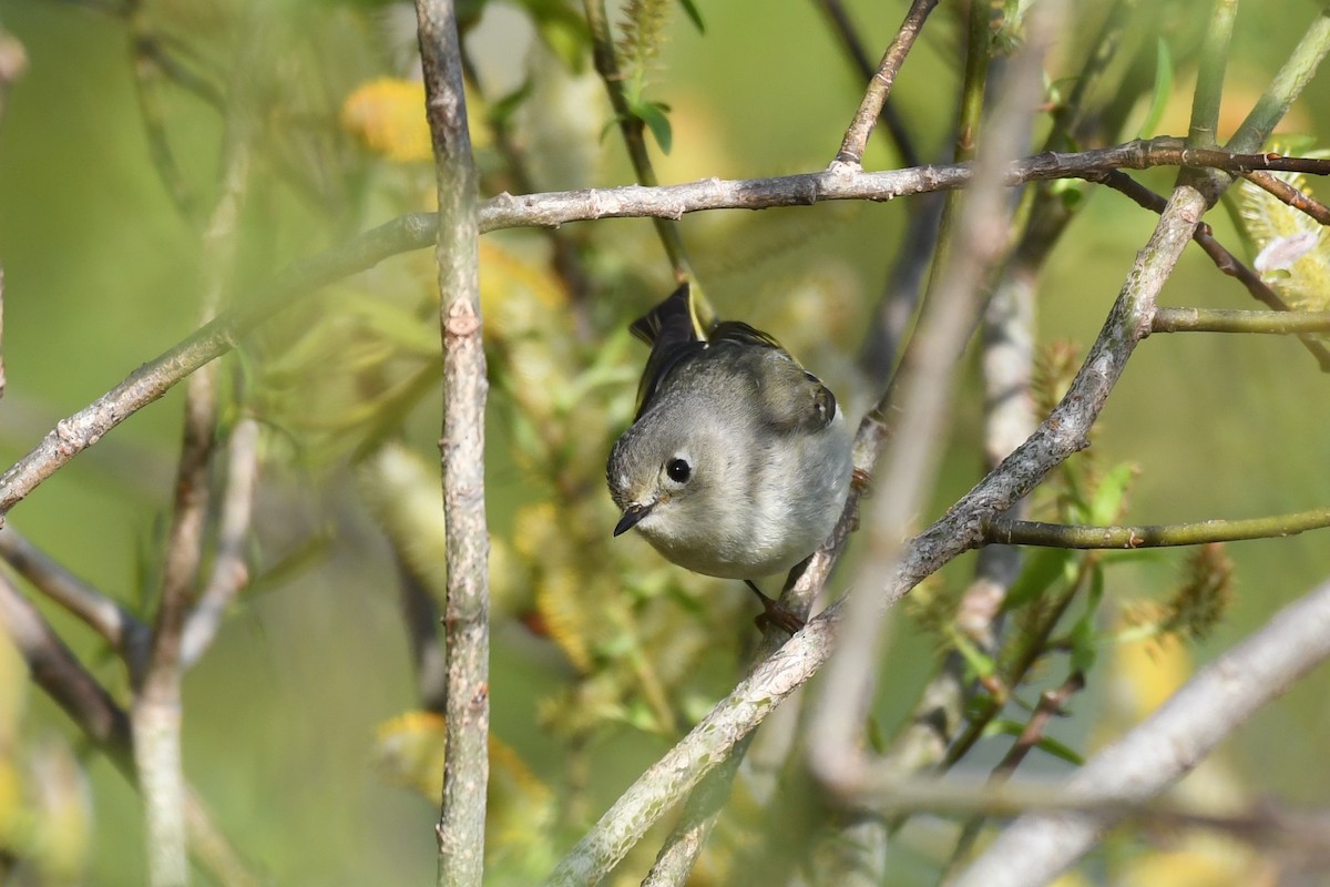 Ruby-crowned Kinglet - ML618993832