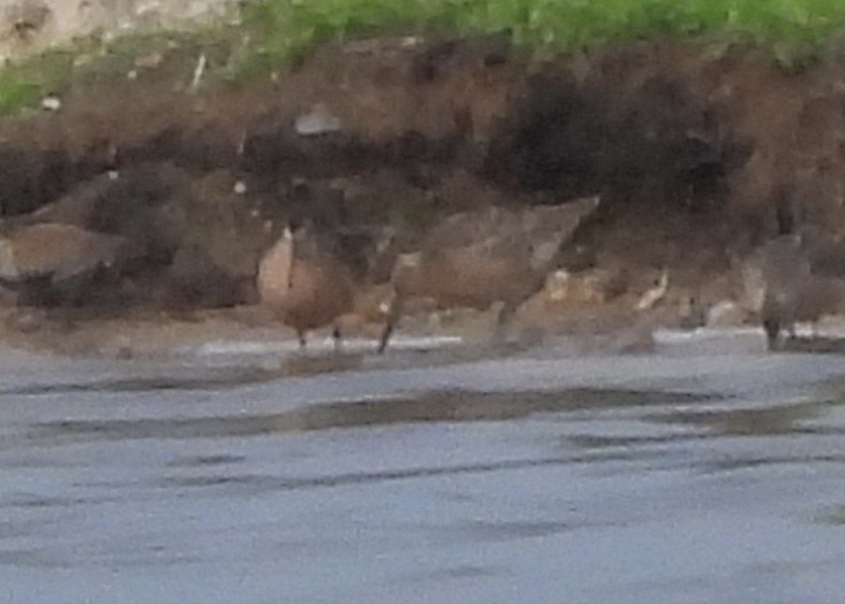 Short-billed Dowitcher - ML618993850