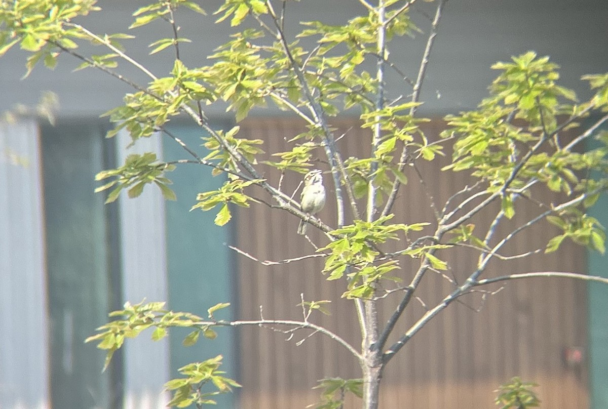 Lark Sparrow - ML618993853