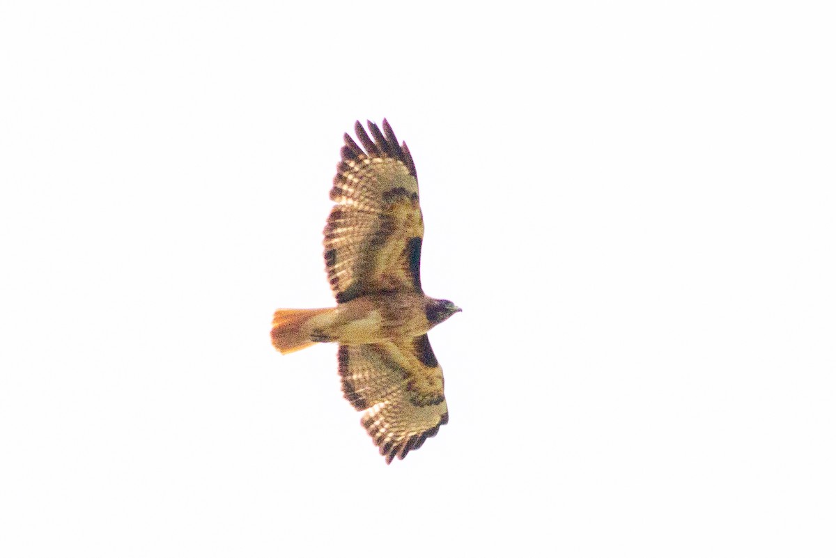 Red-tailed Hawk - Oded Ovadia