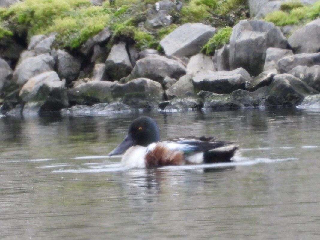 Northern Shoveler - ML618993875