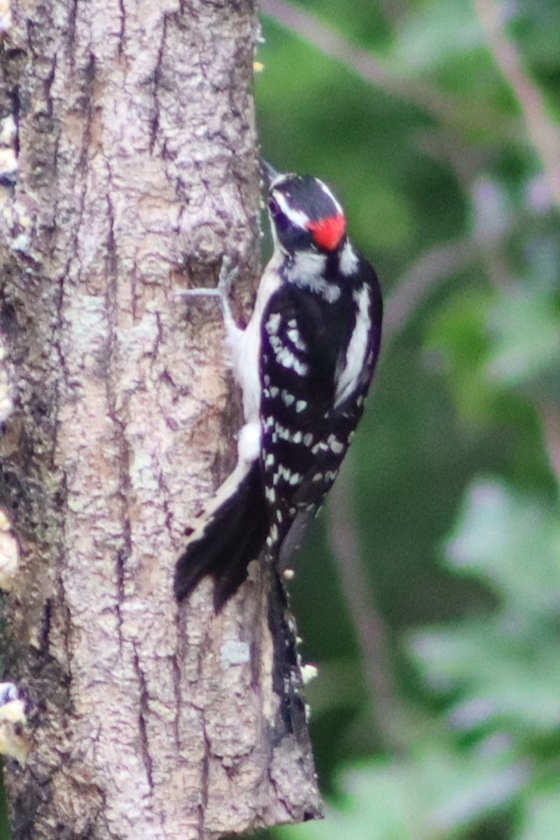 Hairy Woodpecker - ML618993881