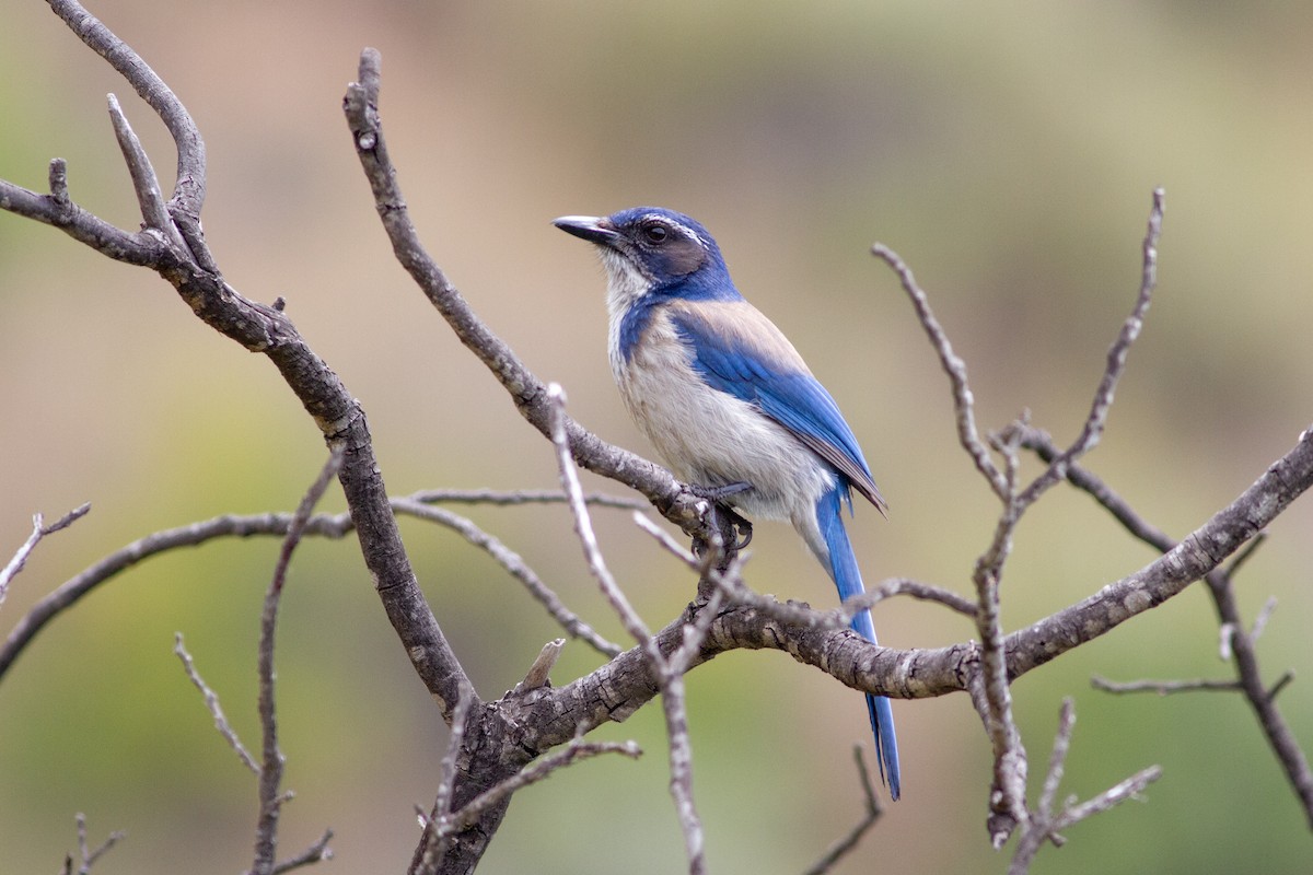 California Scrub-Jay - Oded Ovadia