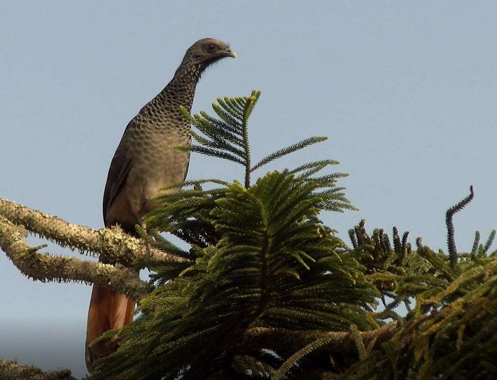 Colombian Chachalaca - Valeria Muñoz López